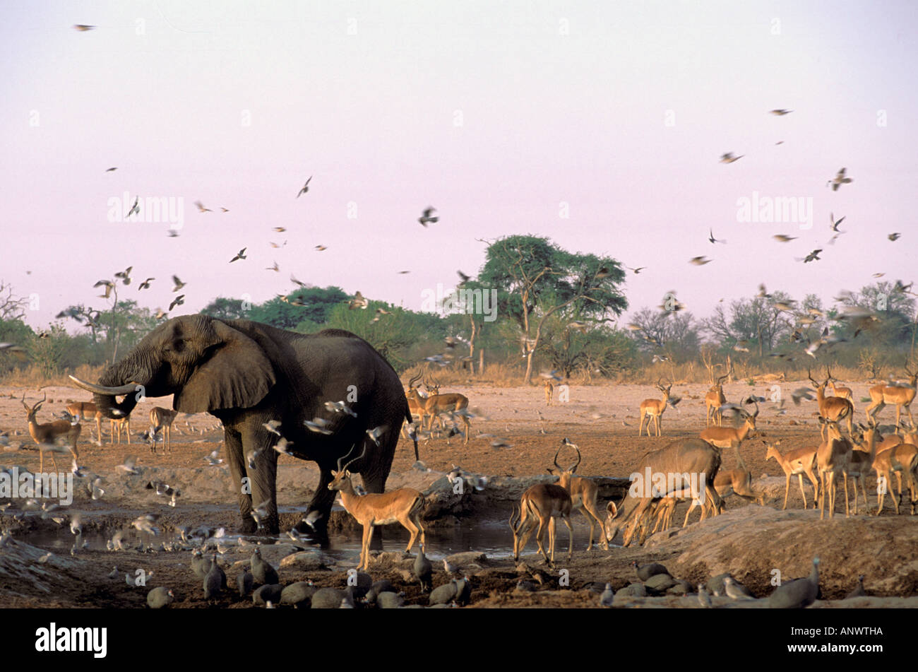 Africa, Botswana, Okavango Delta. African Elephant (Loxodonta africana) and general game at waterhole. Stock Photo