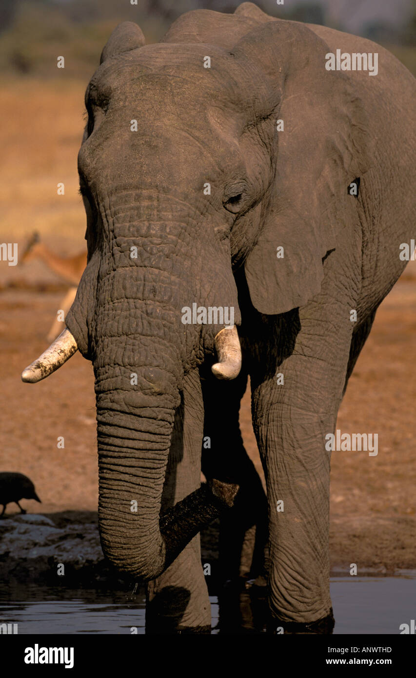 Africa, Botswana, Okavango Delta. African Elephant (Loxodonta africana) drinking. Stock Photo