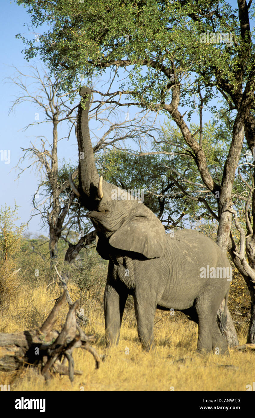 Africa, Botswana, Okavango Delta. African Elephant (Loxodonta africana). Stock Photo