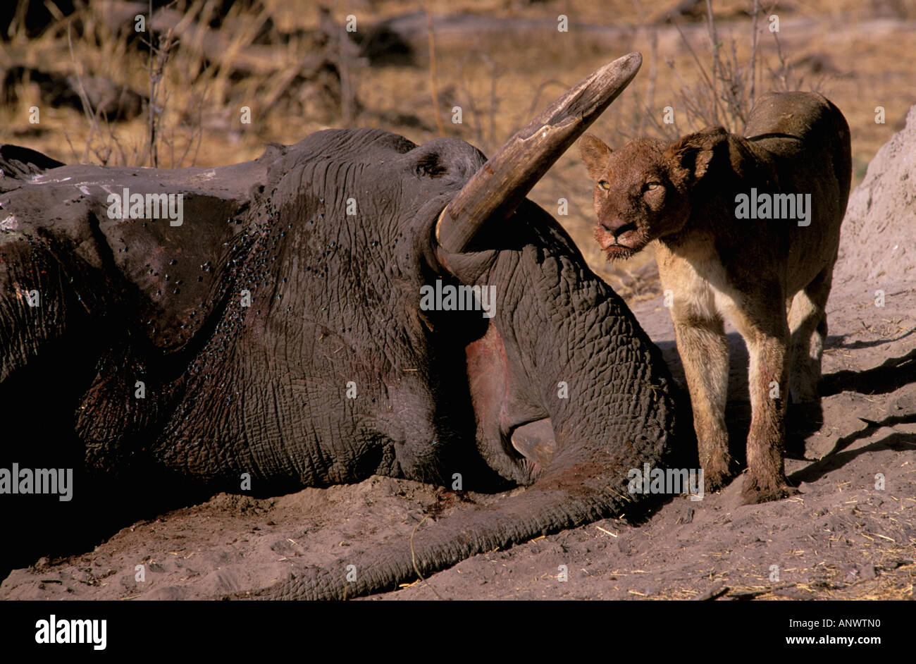 Africa, Botswana, Okavango Delta, Linyanti. African Elephant (Loxodonta africana) carcass and Lion. Stock Photo