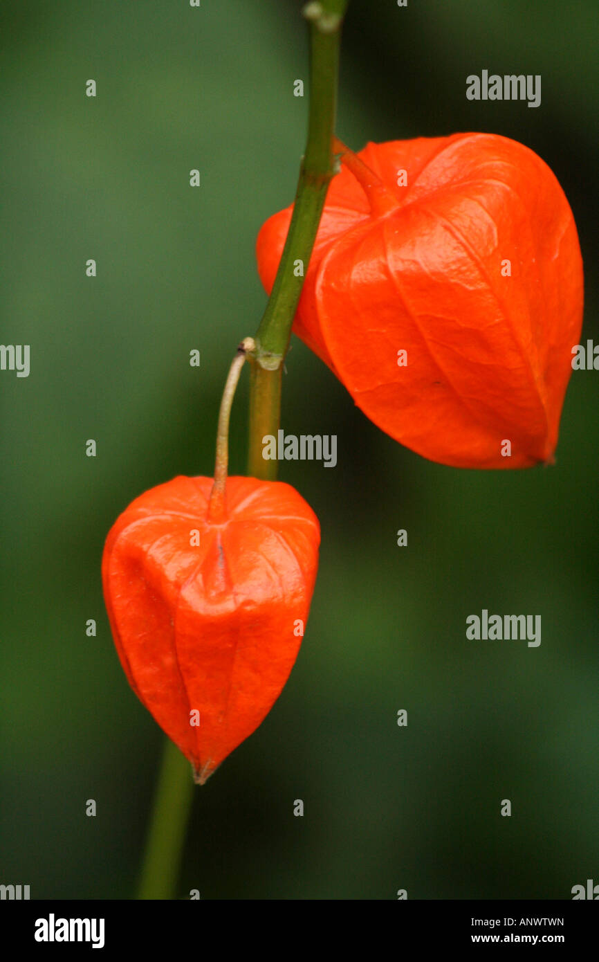 Chinese lantern plant hires stock photography and images Alamy