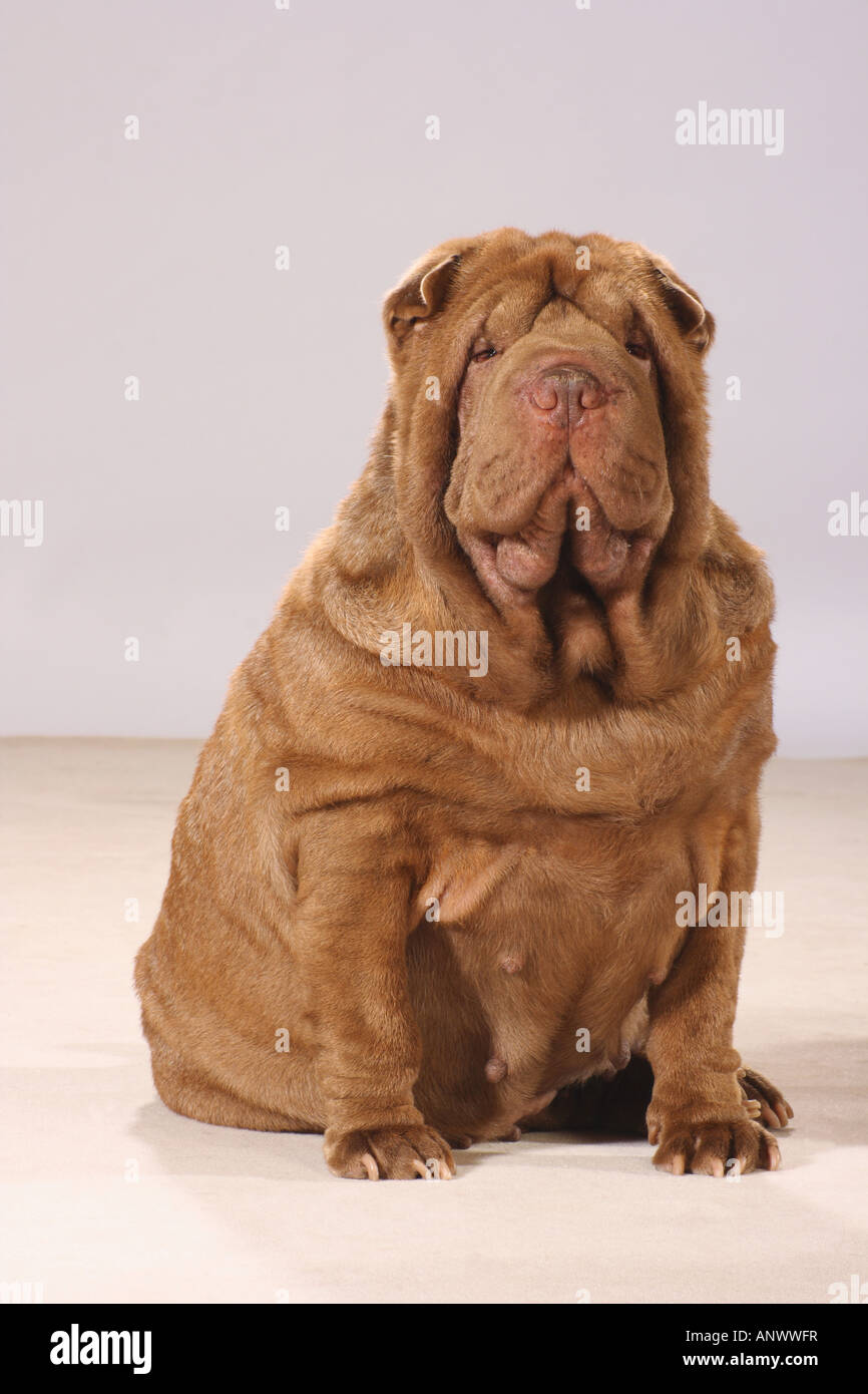 fat Shar Pei - sitting Stock Photo - Alamy