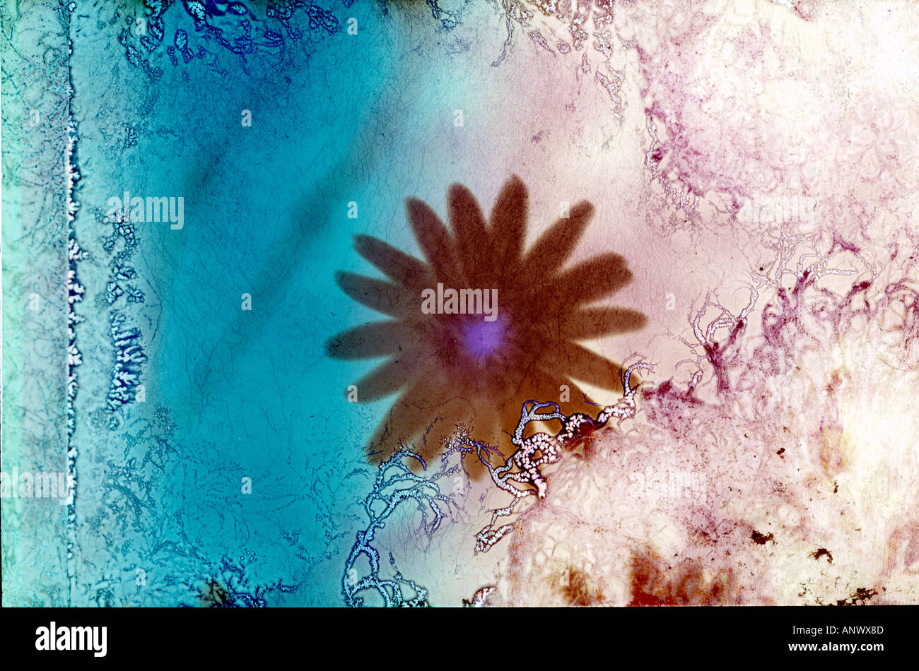 abstract flowers on mouldy negative creating beautiful patterns Stock