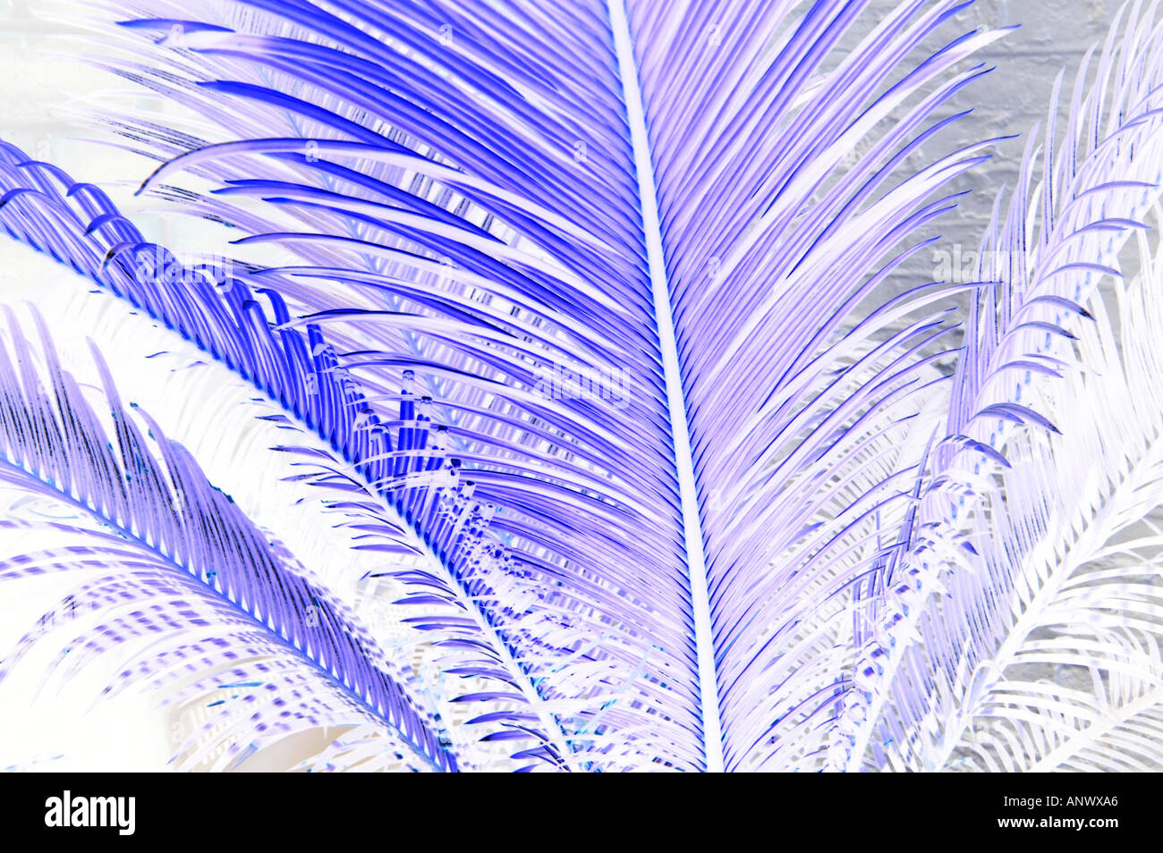 close up detail palm tree leaves blue colour Stock Photo - Alamy