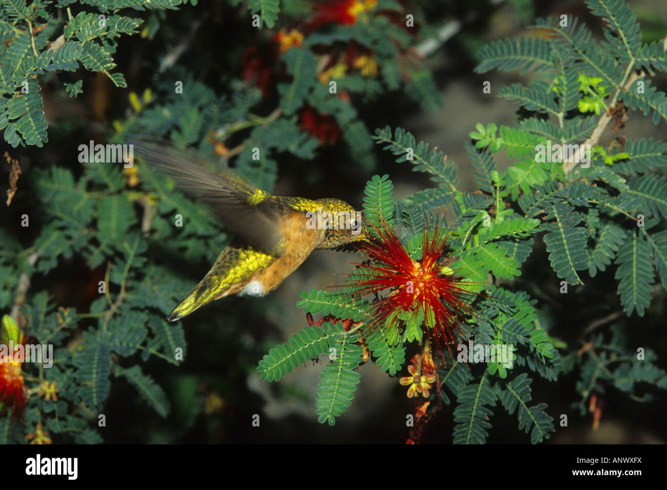 rufous hummingbird (Selasphorus rufus), at flower Stock Photo