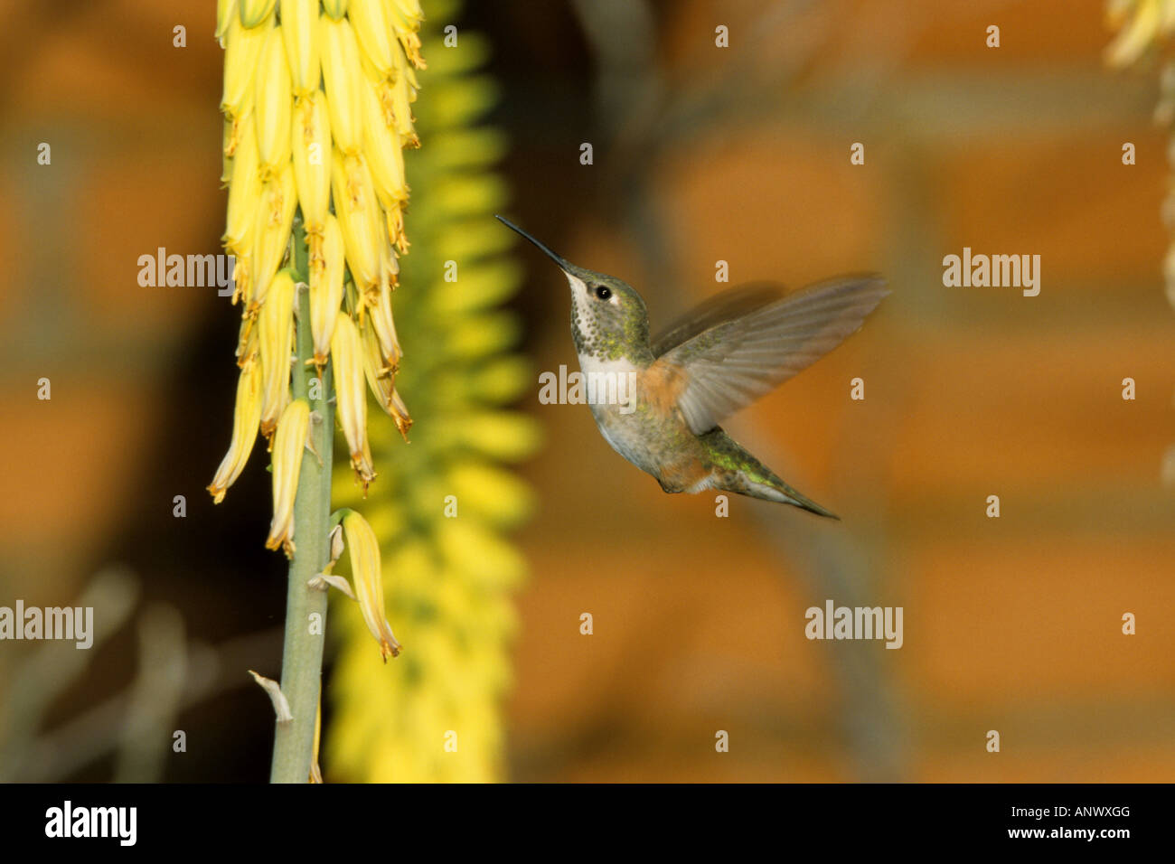 rufous hummingbird (Selasphorus rufus), at inflorescence Stock Photo