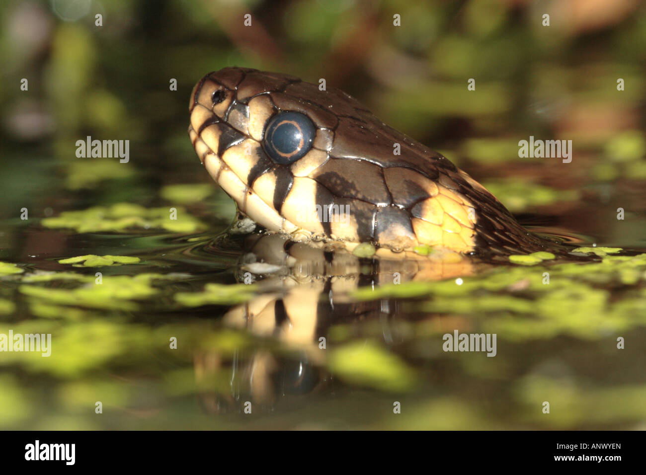 grass snake (Natrix natrix), swimming, head is mirrored on the water, Germany, Bavaria, Isental Stock Photo