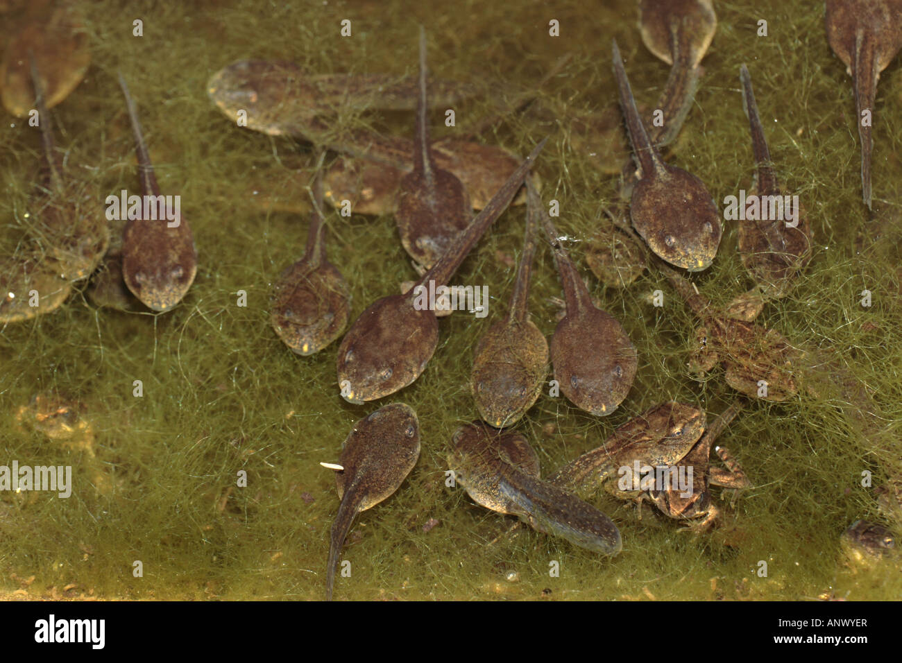common frog, grass frog (Rana temporaria), pollywogs and young frogs in a pond, Germany, Bavaria Stock Photo