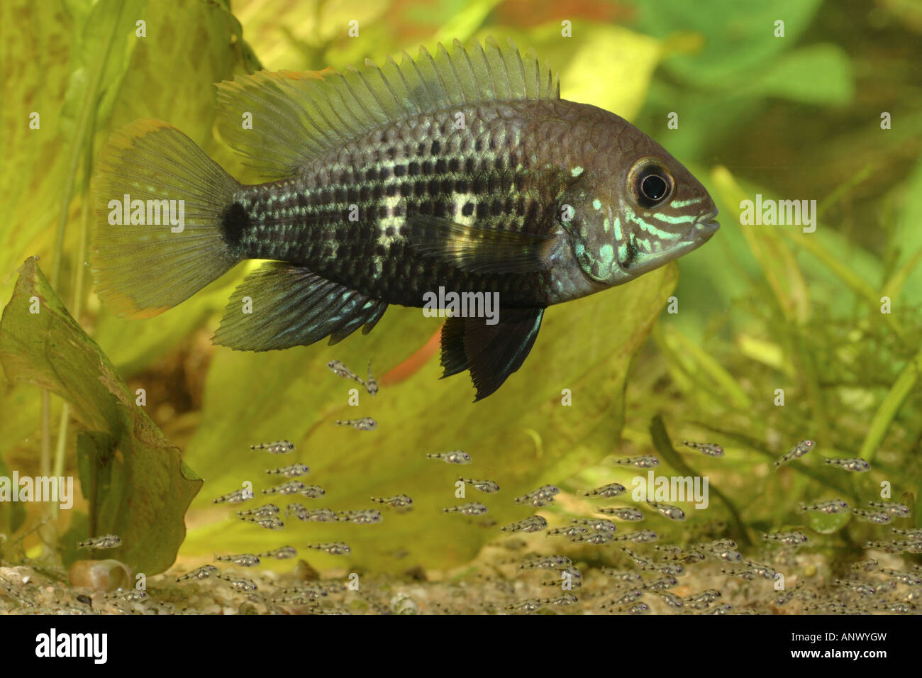green terror (Aequidens rivulatus), female taking care of the young fishes Stock Photo