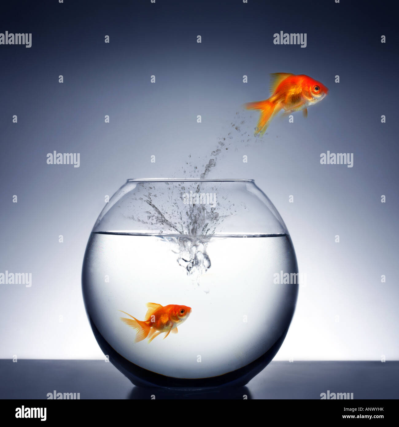 List 28+ Photos why do goldfish jump out of water Stunning List 28+ Photos why do goldfish jump out of water Stunning