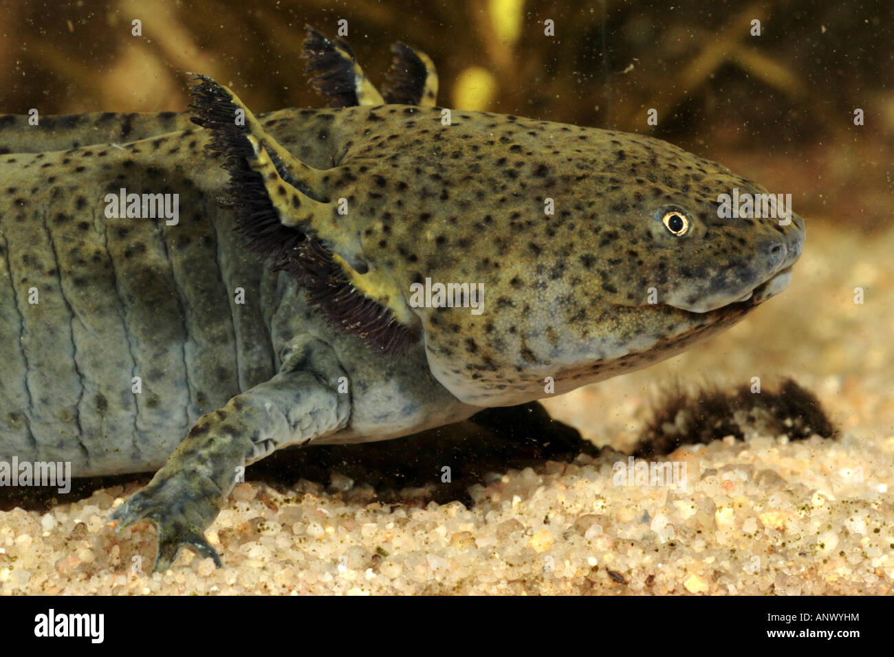 axolotl (Ambystoma mexicanum), 20 cm, portrait with outer gills Stock Photo