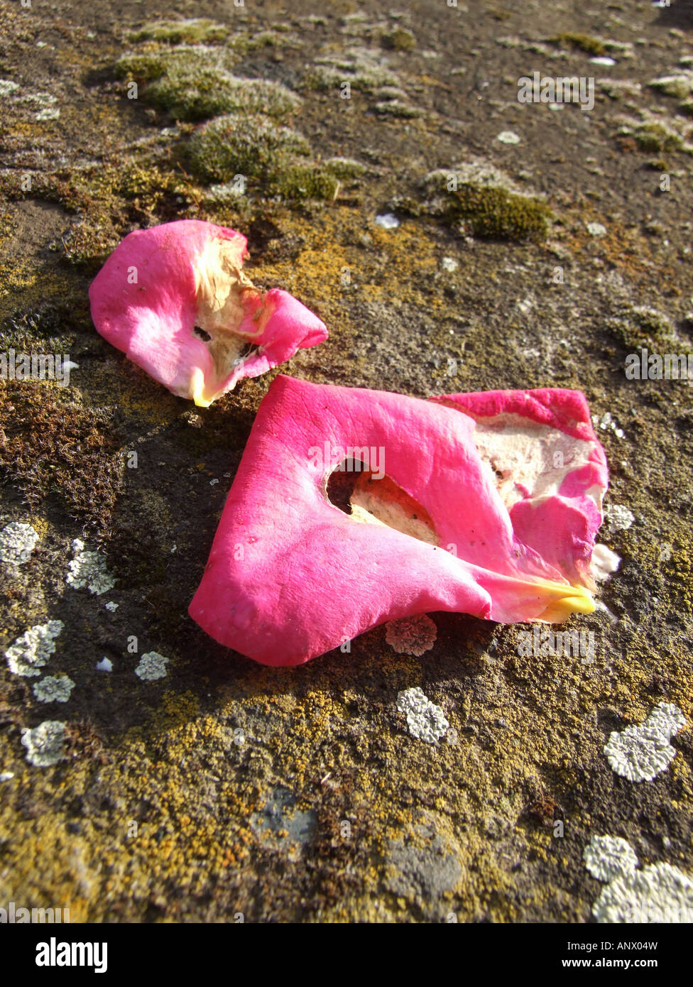 dead flower petals on floor Stock Photo Alamy