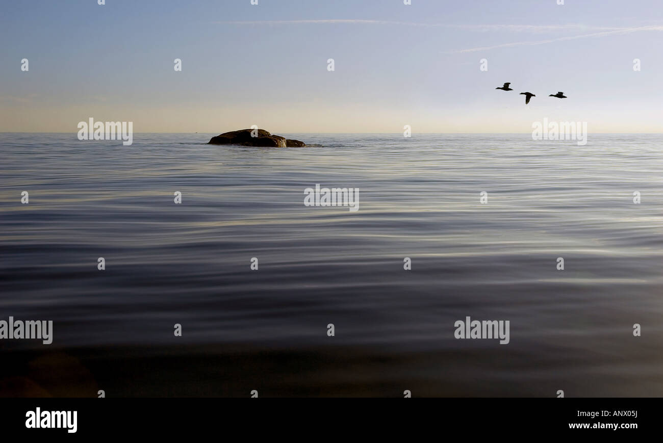 Three sea-birds are heading eastwards on a calm evening at Hidra, Norway, Vest-Agder, Hidra, Hidrasund Stock Photo