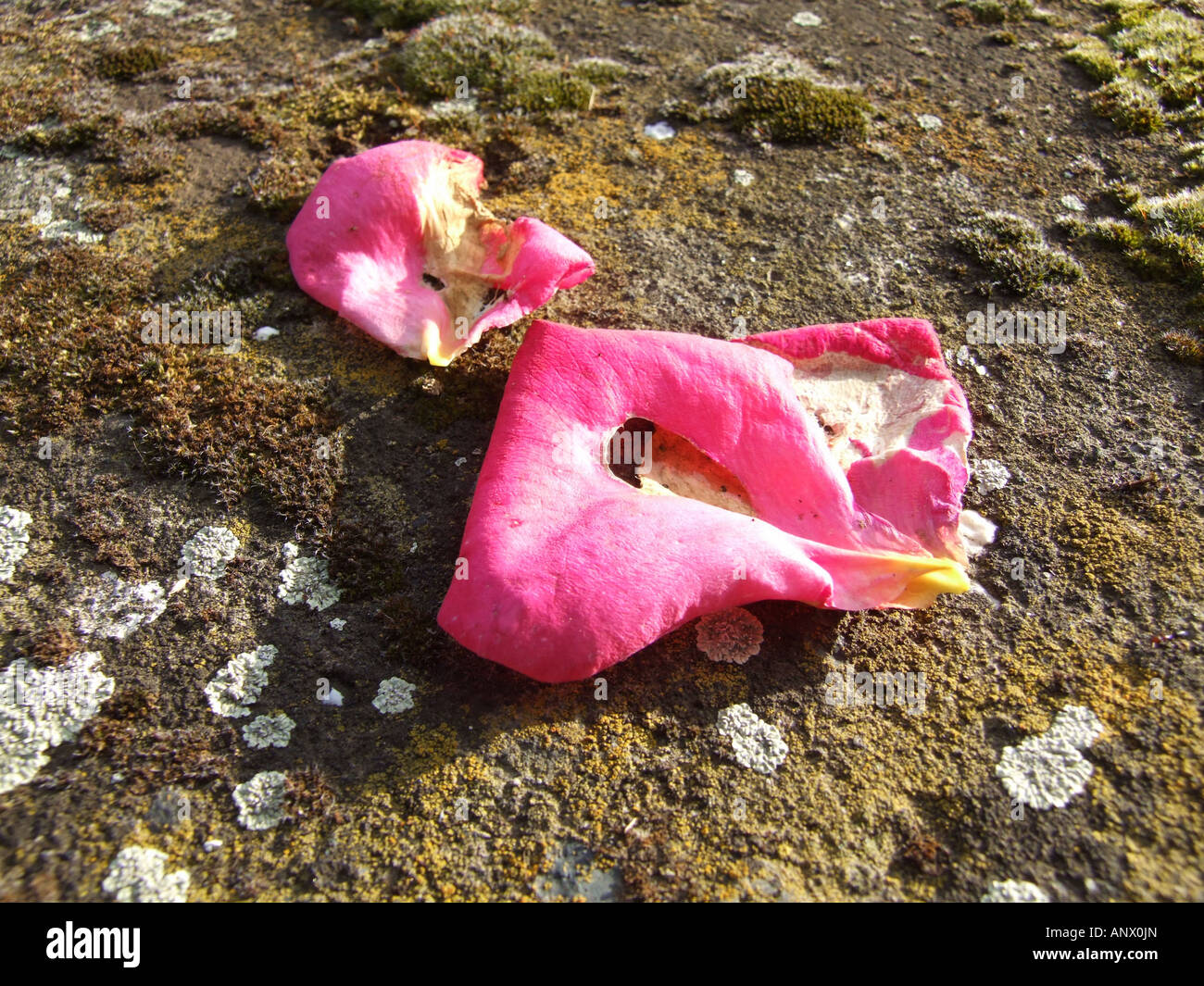 dead flower petals on floor Stock Photo Alamy