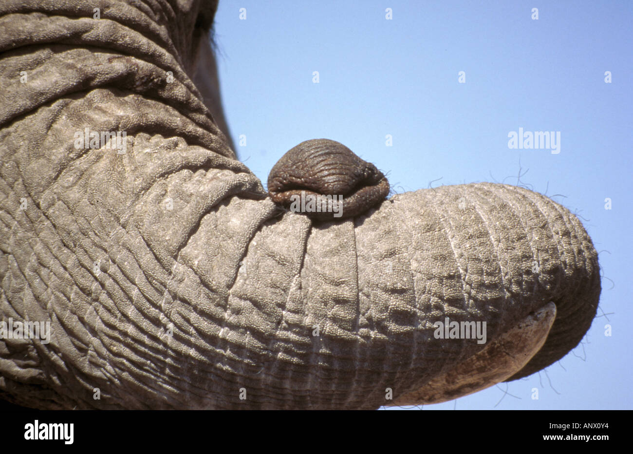 Africa, Kenya, Samburu. Elephant trunk (Loxodanta africana) Stock Photo