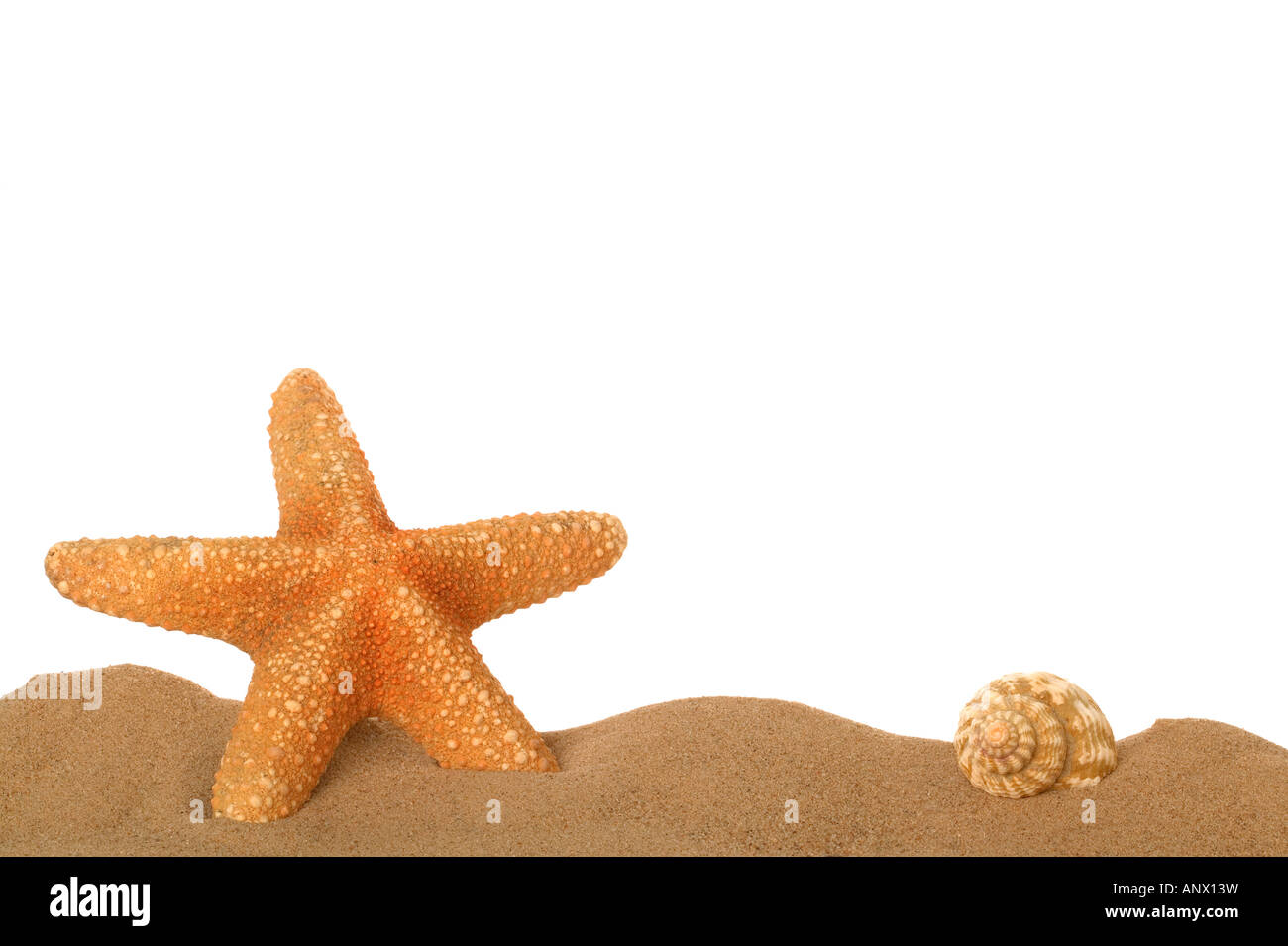 Starfish and seashell in the sand lower frame border Stock Photo