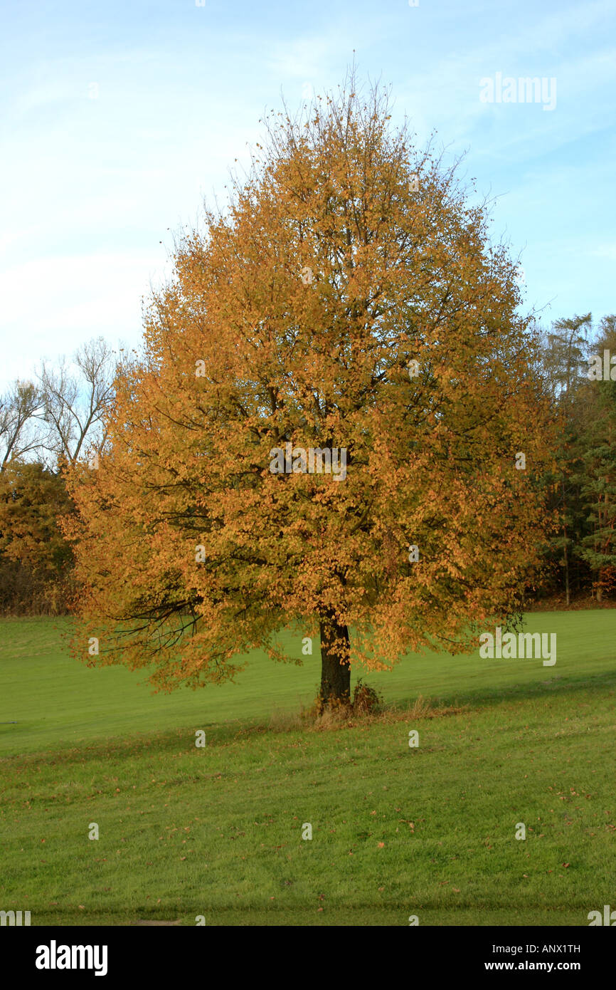 small-leaved lime, littleleaf linden, little-leaf linden (Tilia cordata), single tree with yellow autumnal leaves, Germany, Bav Stock Photo