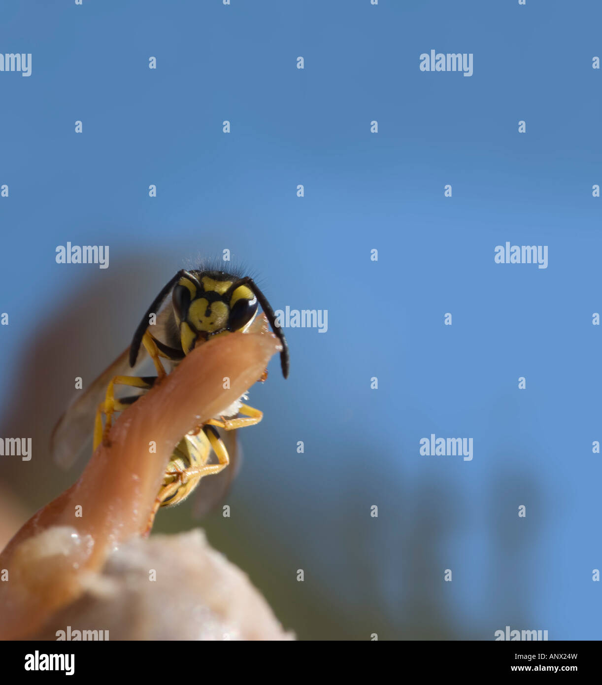 wasp eating meat Stock Photo Alamy
