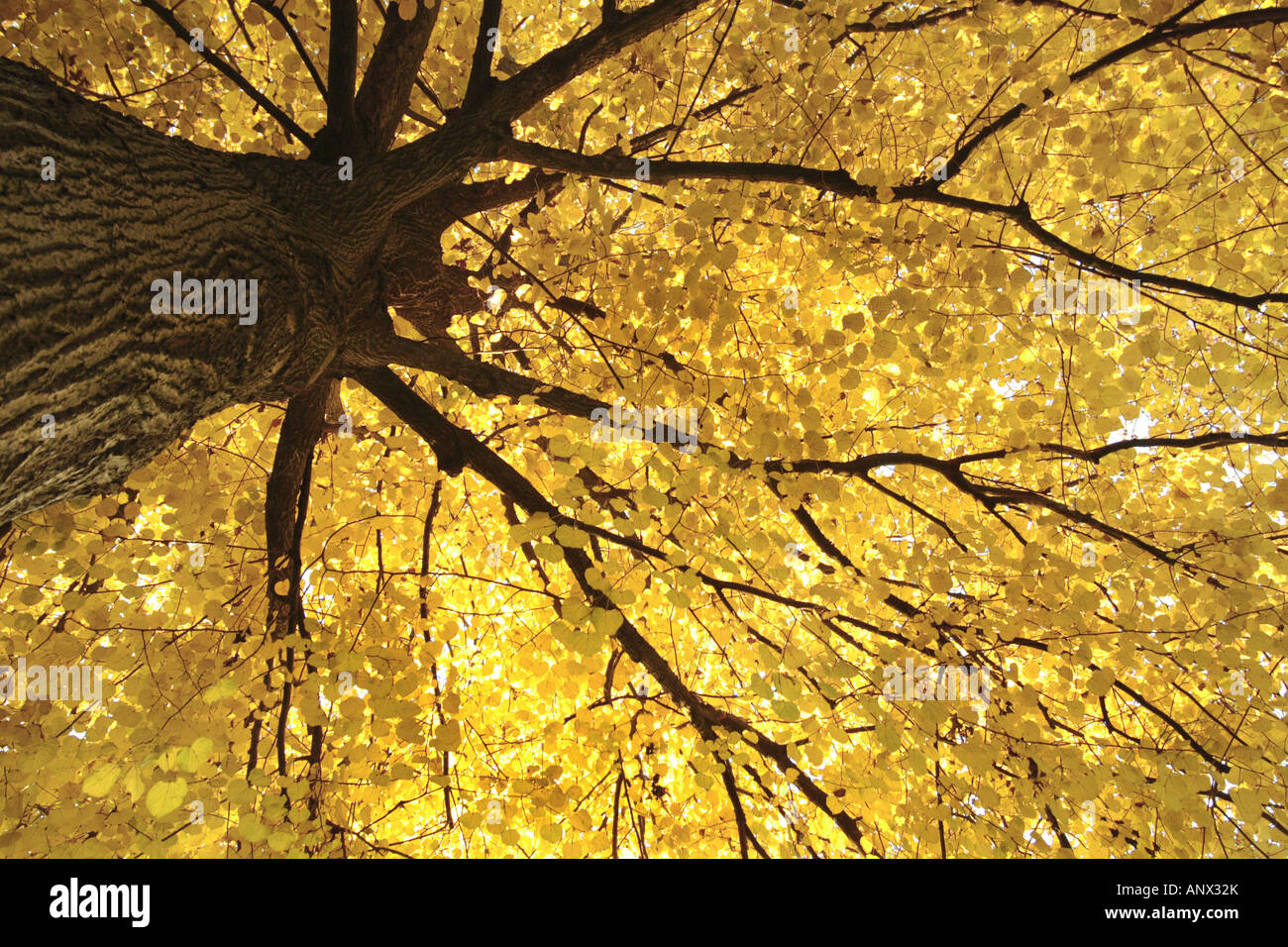 large-leaved lime, lime tree (Tilia platyphyllos), view into the tree top with golden autumnal leaves, Germany, Bavaria Stock Photo