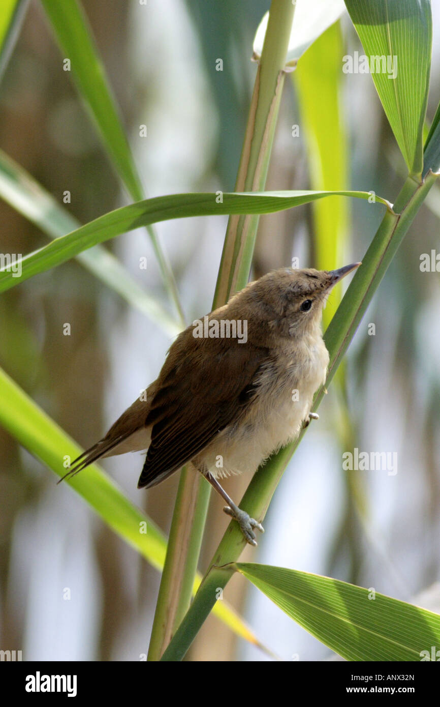 reed warbler (Acrocephalus scirpaceus), fully fledged young bird on reed, Germany, Bavaria, Staffelsee Stock Photo