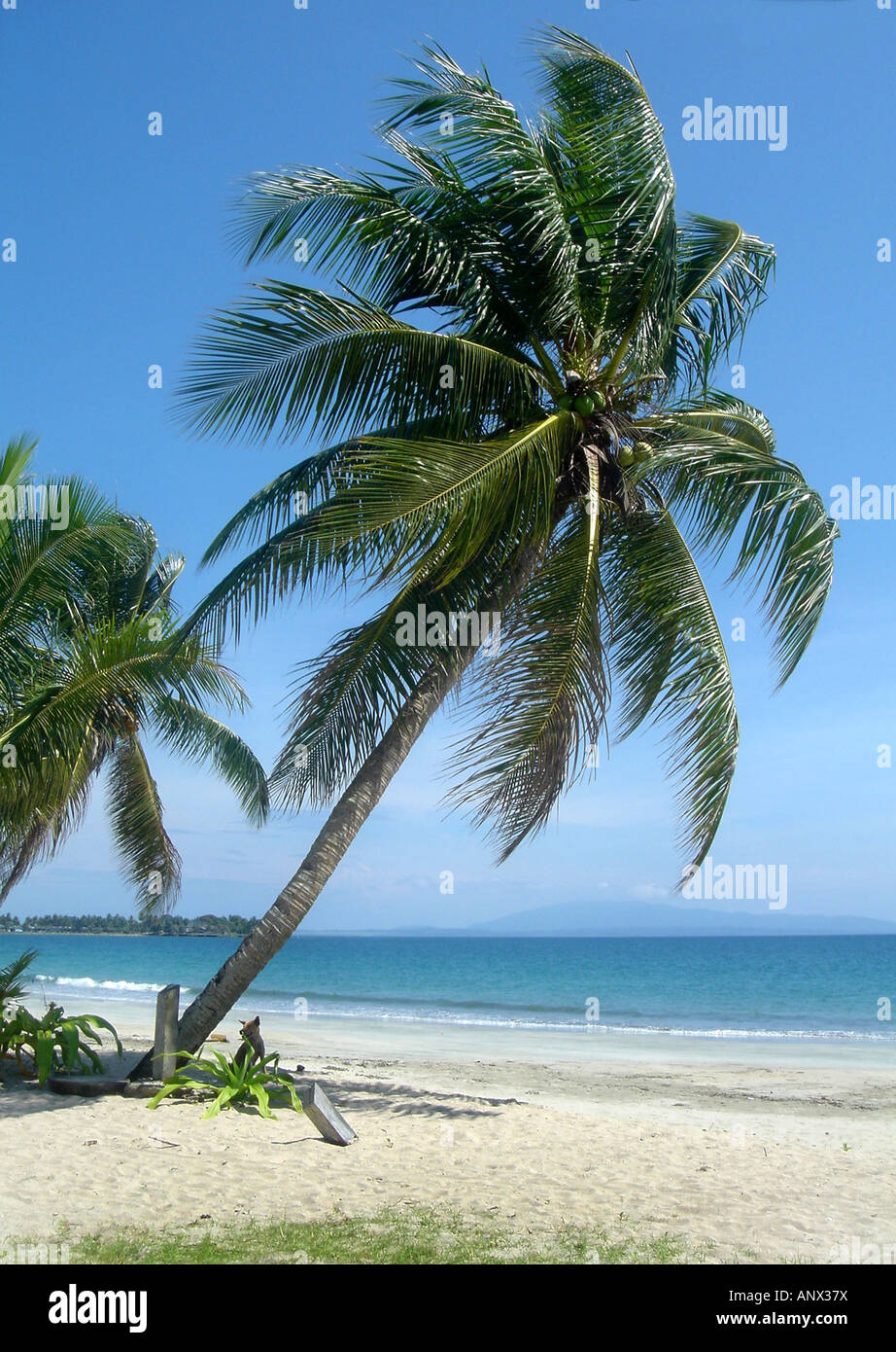 coconut palm (Cocos nucifera), palm beach - Wewak, Papua New Guinea ...