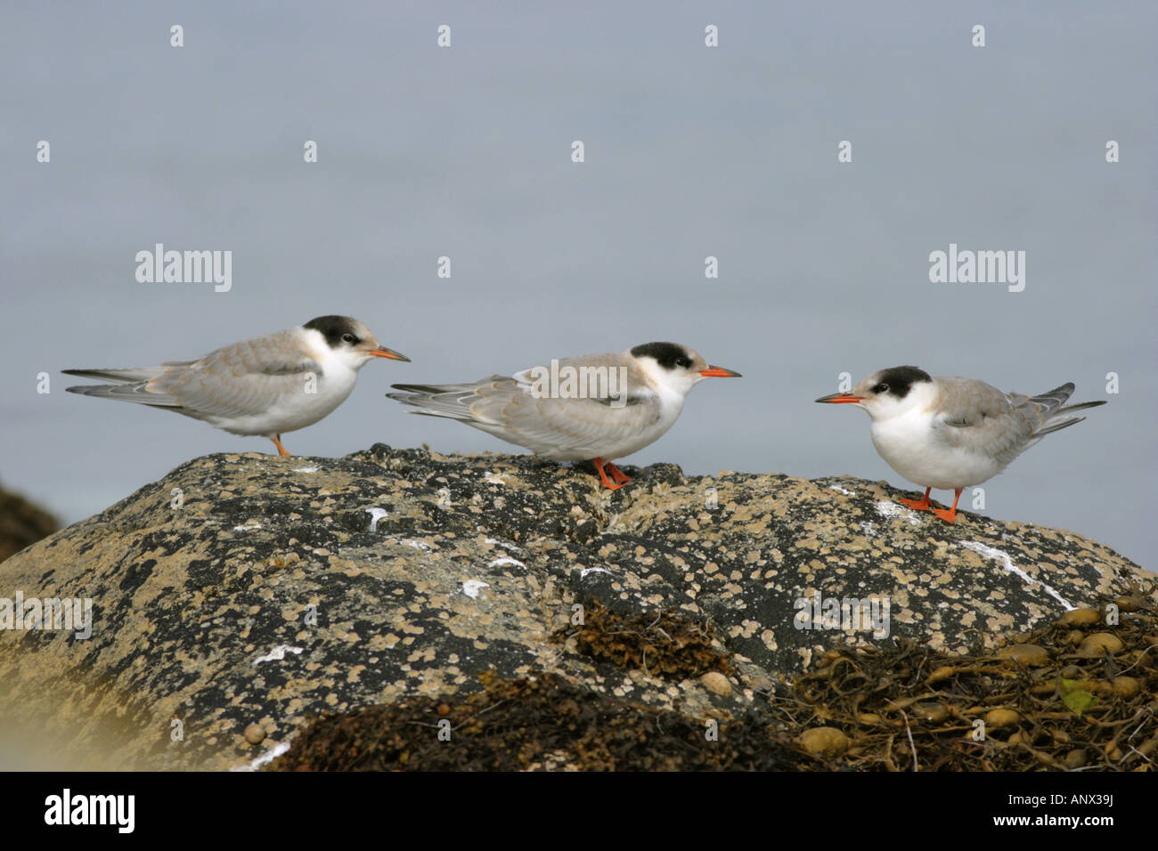 common tern (Sterna hirundo), three fully fledged young birds, Norway, Insel Froya Stock Photo