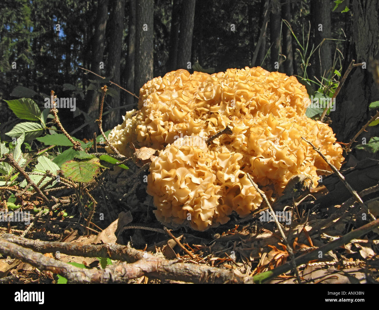 wood cauliflower, cauliflower mushroom (Sparassis crispa), in sunlight at the stem of a pine, Germany, Bavaria Stock Photo