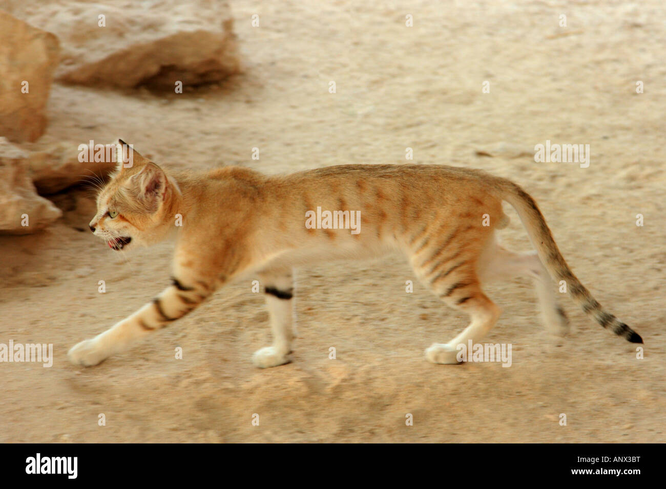 sand cat (Felis margarita), walking, Qatar Stock Photo Alamy
