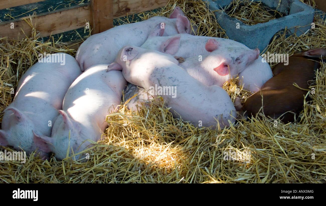 piglets in a sty in french  animal market Stock Photo