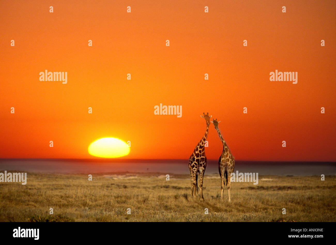 Namibias national animal hi-res stock photography and images - Alamy
