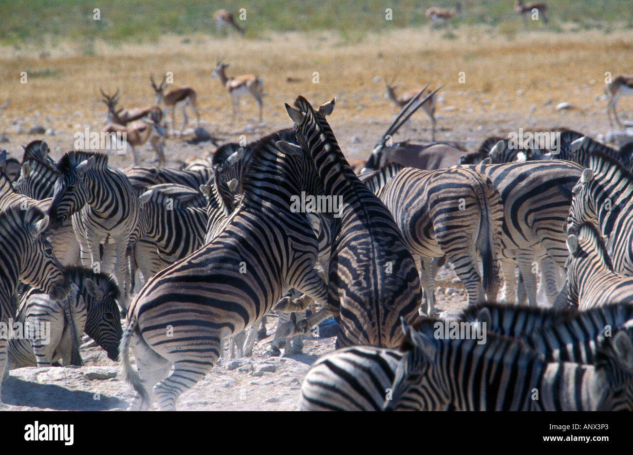 Namibias national animal hi-res stock photography and images - Alamy