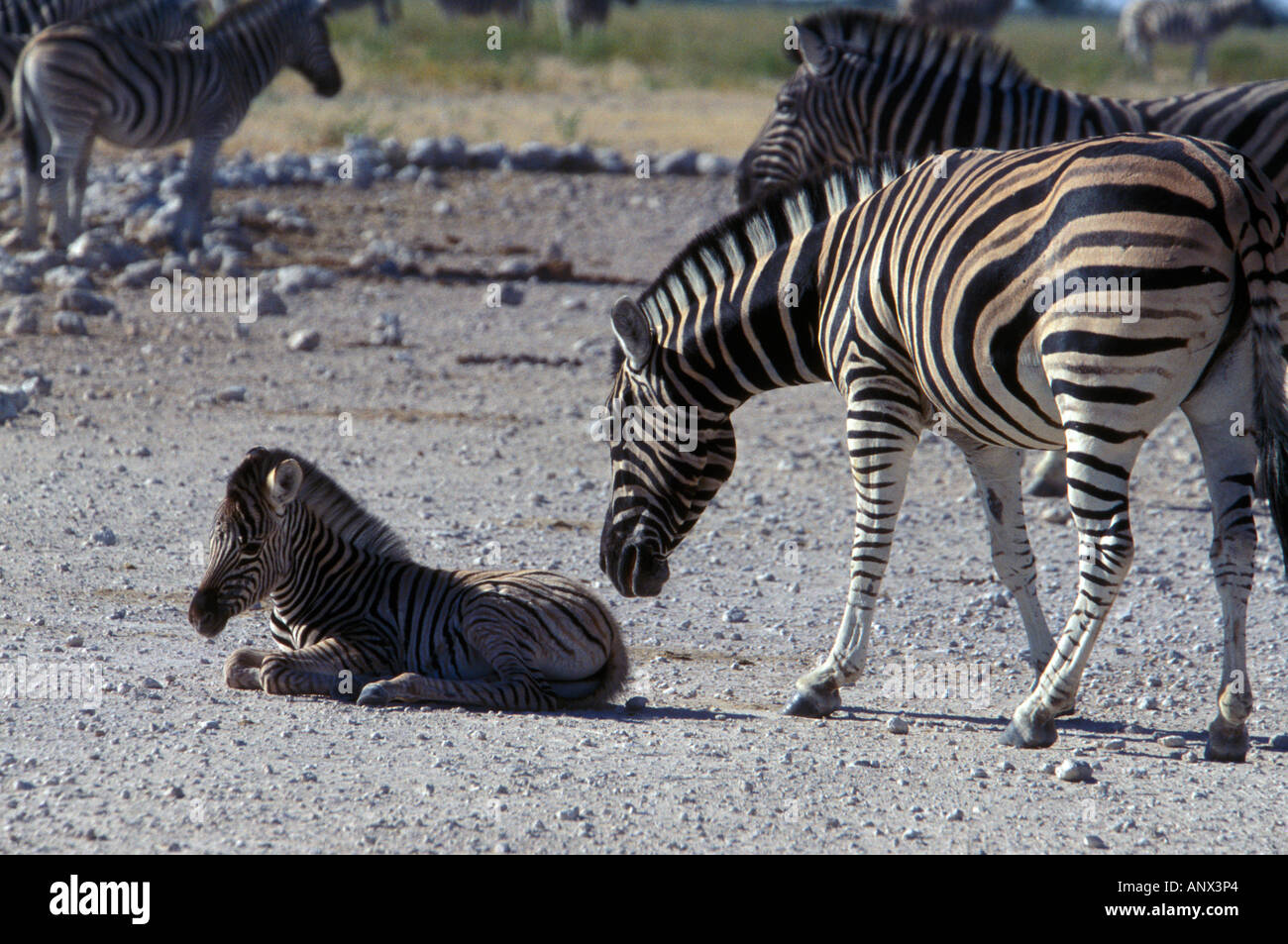 Namibias national animal hi-res stock photography and images - Alamy