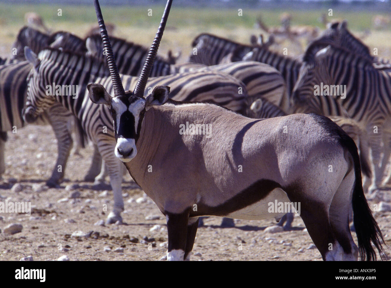 Namibias national animal hi-res stock photography and images - Alamy