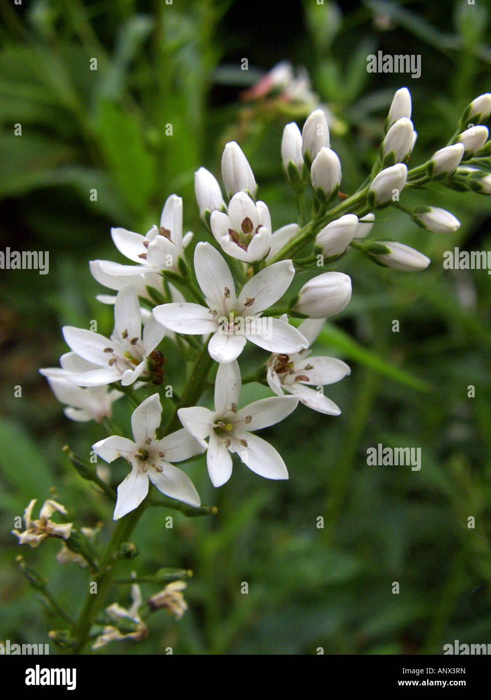 Gooseneck Loosestrife (Lysimachia clethroides), blooming Stock Photo