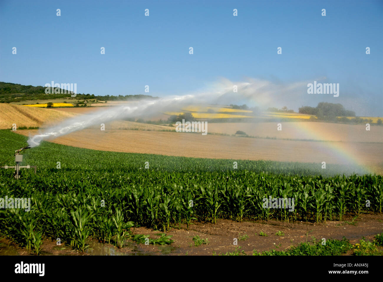 Sprinkler installation in a field of maize, Limagne, Auvergne, France, Europe Stock Photo
