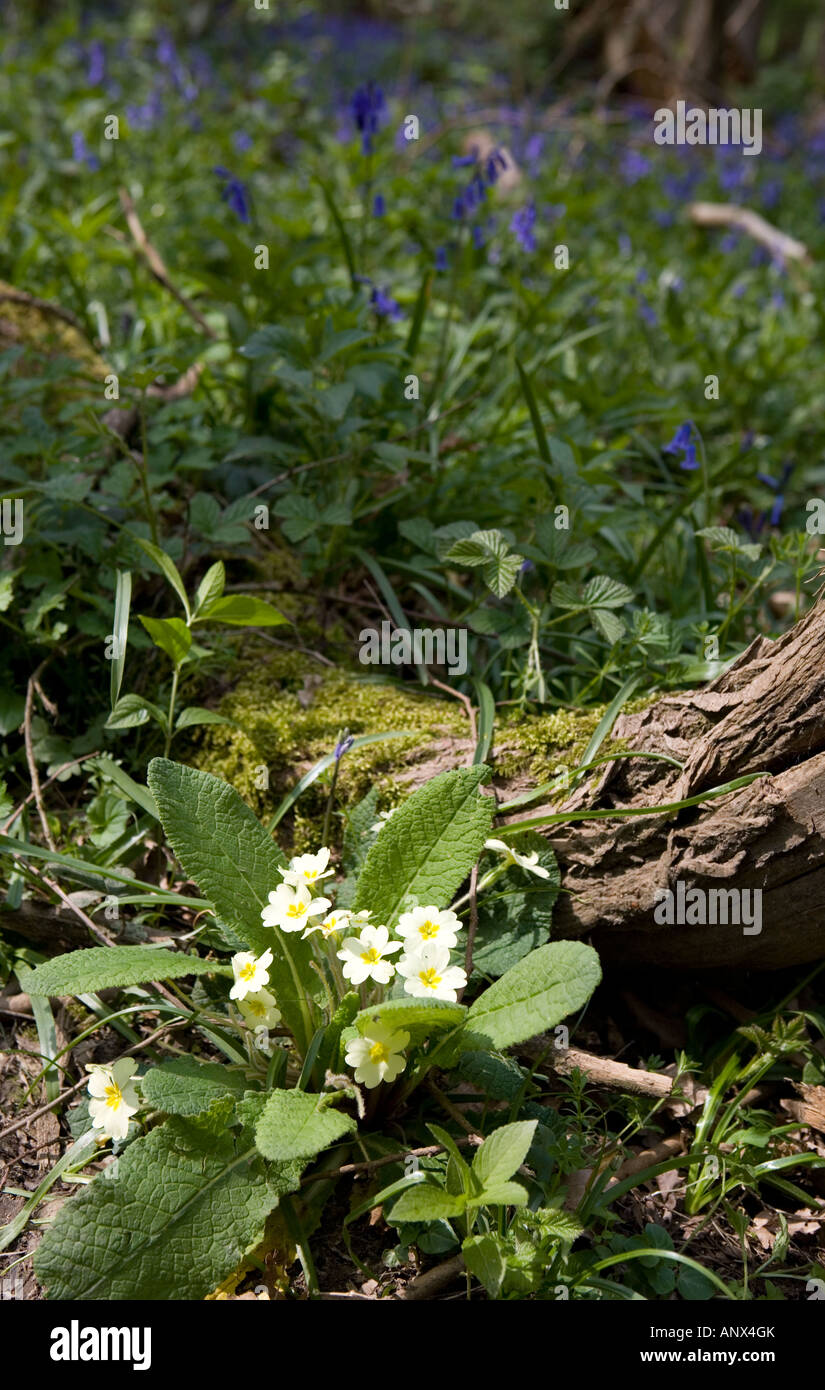 Primroses growing at the base of a tree Stock Photo