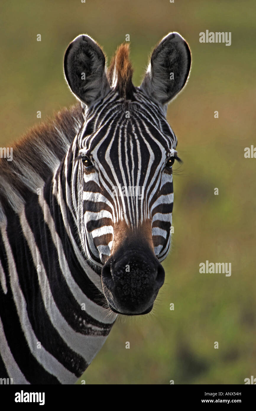 Common Zebra (Equus quagga), portrait, Kenya, Masai Mara National Park Stock Photo