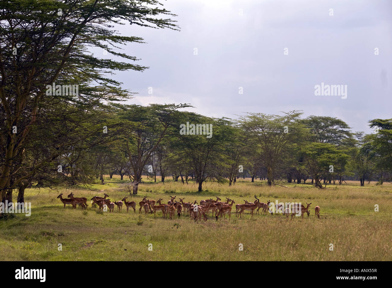impala (Aepyceros melampus), Large flock of Impala at Lake, Kenya, Nakuru NP Stock Photo