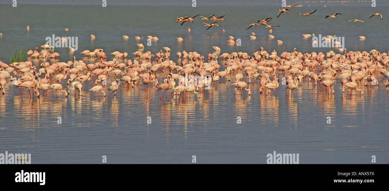 lesser flamingo (Phoenicopterus minor), Lesser Flamingoes in Lake Nakuru, Kenya, Lake Nakuru NP Stock Photo