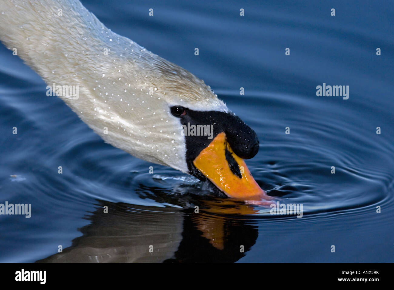 mute swan (Cygnus olor), single animal on the feed, Norway Stock Photo