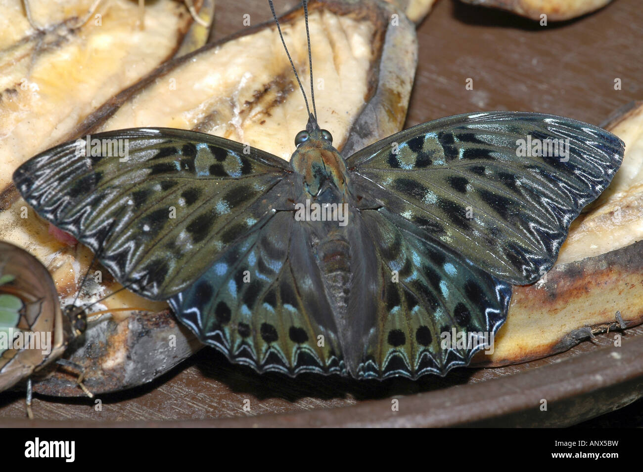 deiokes of Malaysia, Constable (Dichorragia nesimachus), feeding, Malaysia Stock Photo