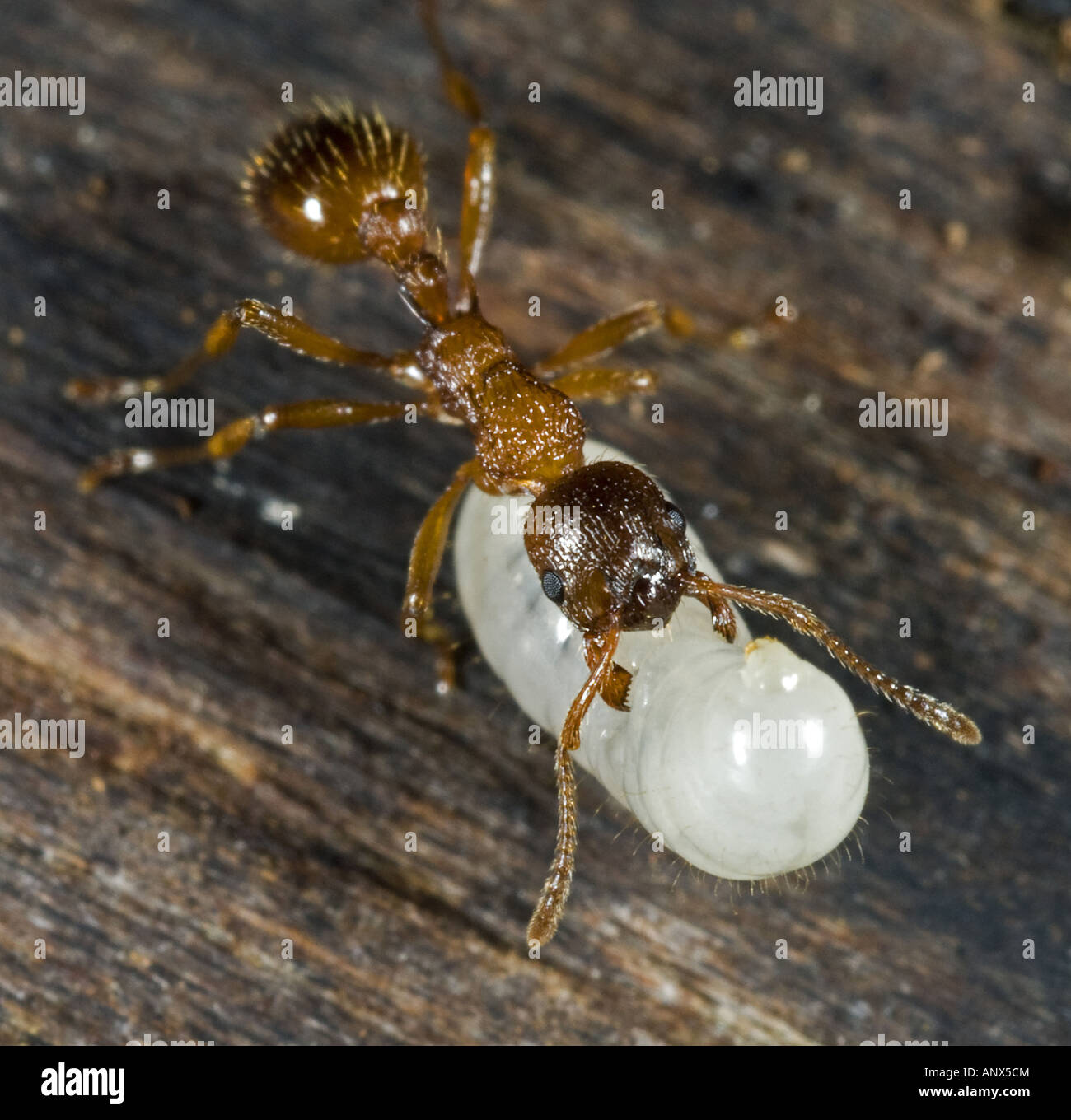 ant (Myrmica spec.), carries a larvae to the nest, Norway Stock Photo