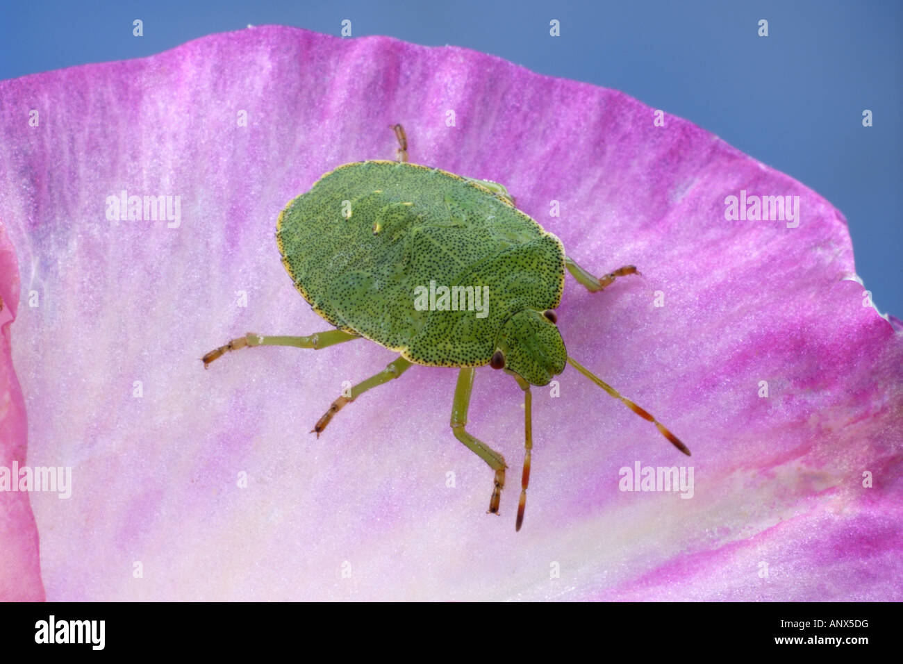 green shield bug, common green shield bug (Palomena prasina), on flower