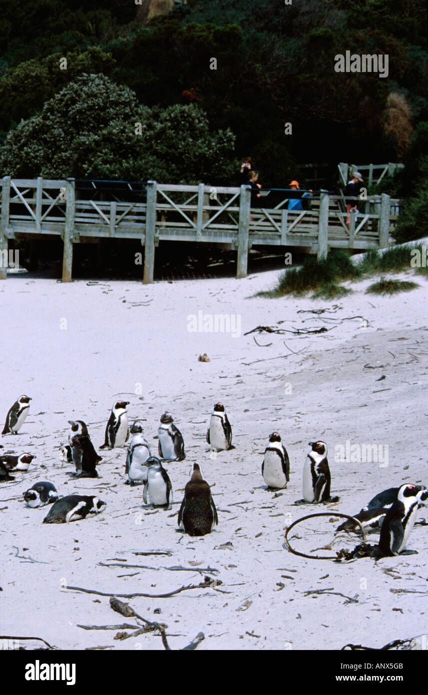 Penguins south africa hi-res stock photography and images - Alamy