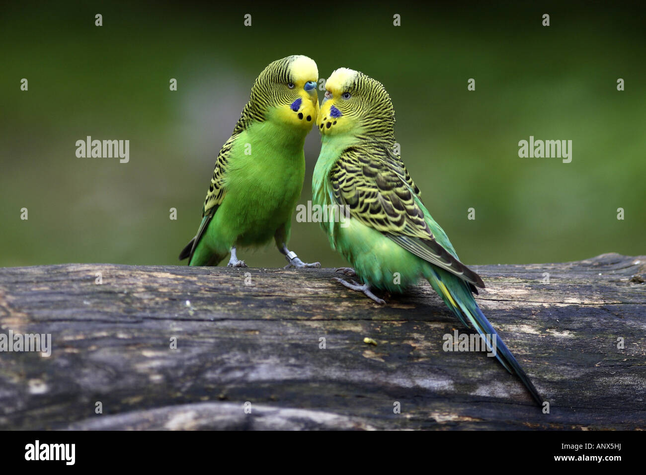 budgerigar, budgie, parakeet (Melopsittacus undulatus), billing male and  female Stock Photo - Alamy