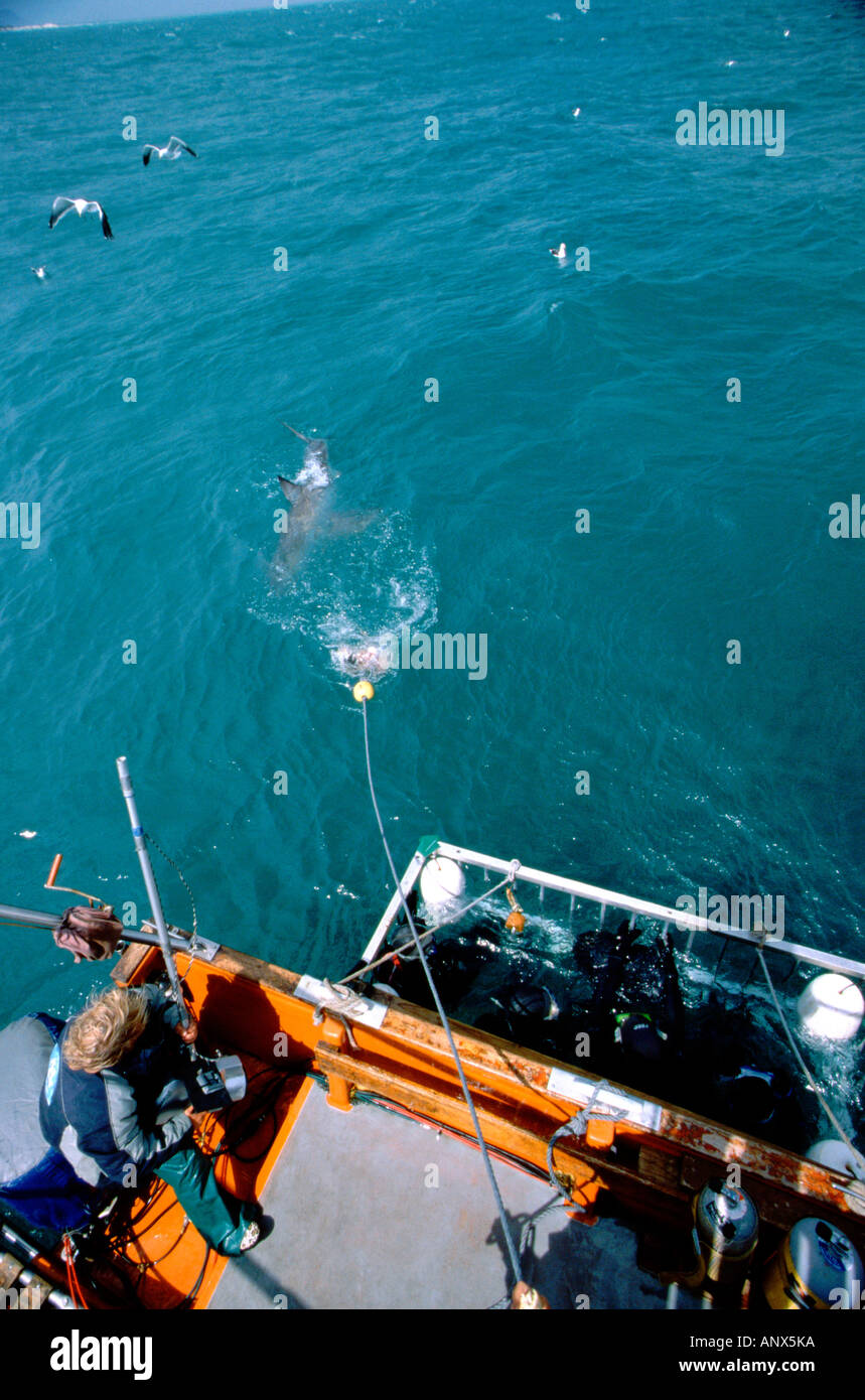 Africa, South Africa, Indian Ocean, Klein Bay. Great White Shark following bait close to underwater cage filled with touristis. Stock Photo