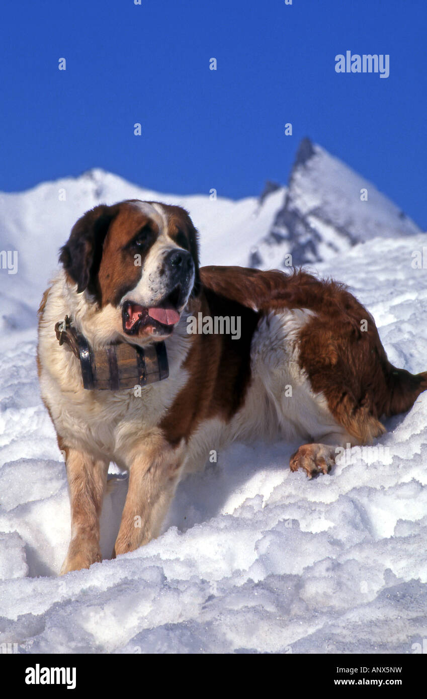 Saint bernard dogs in snow hires stock photography and images Alamy
