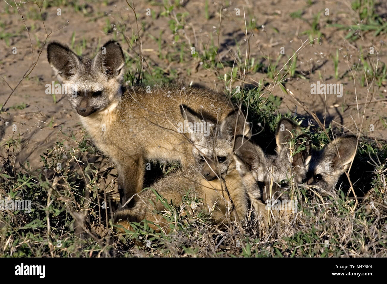 Africa, Tanzania, Bat-eared Foxes (Otocyon megalotis) at their den ...