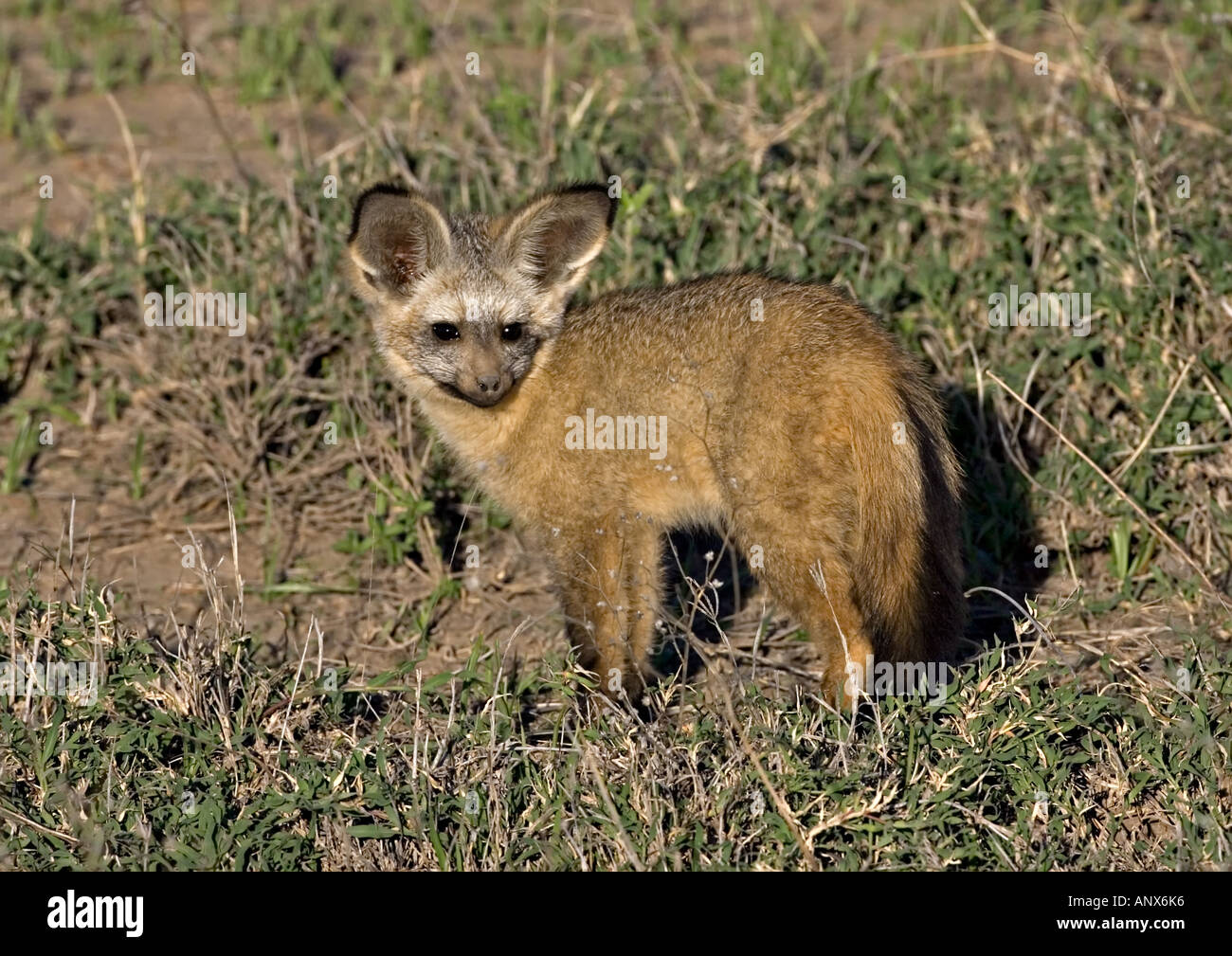 Africa, Tanzania, Bat-eared Fox (Otocyon megalotis Stock Photo - Alamy