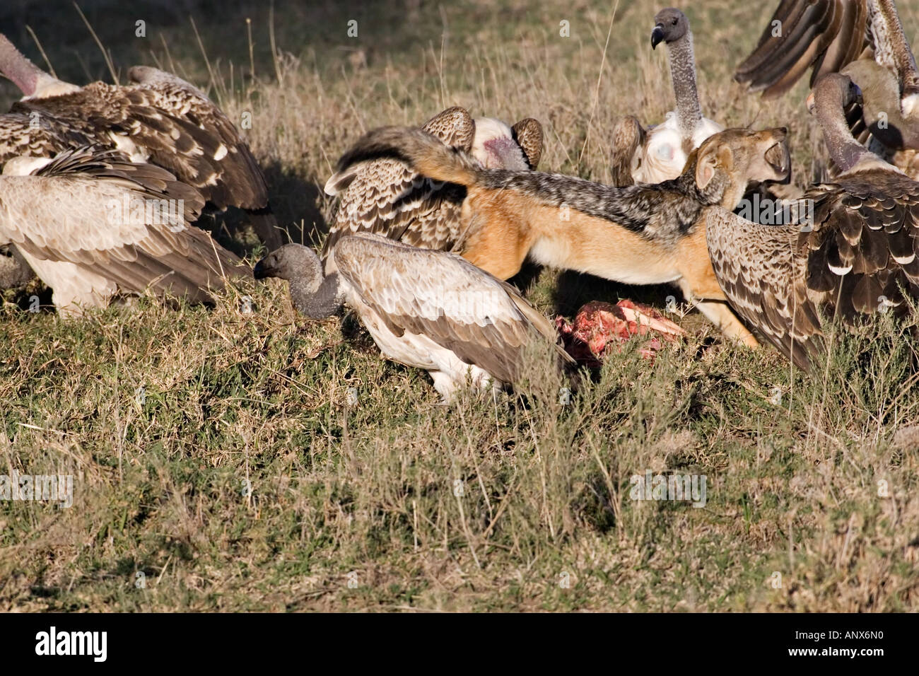Jackal vulture hi-res stock photography and images - Page 2